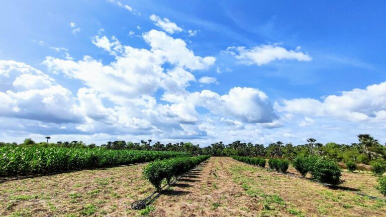Changement Climatique : « L’agroforesterie…. contre la dégradation des terres »